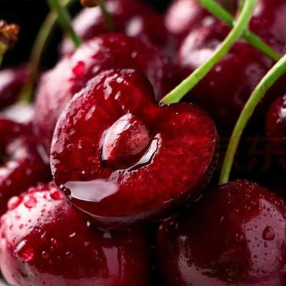 Rainier Cherry Fruit Seeds