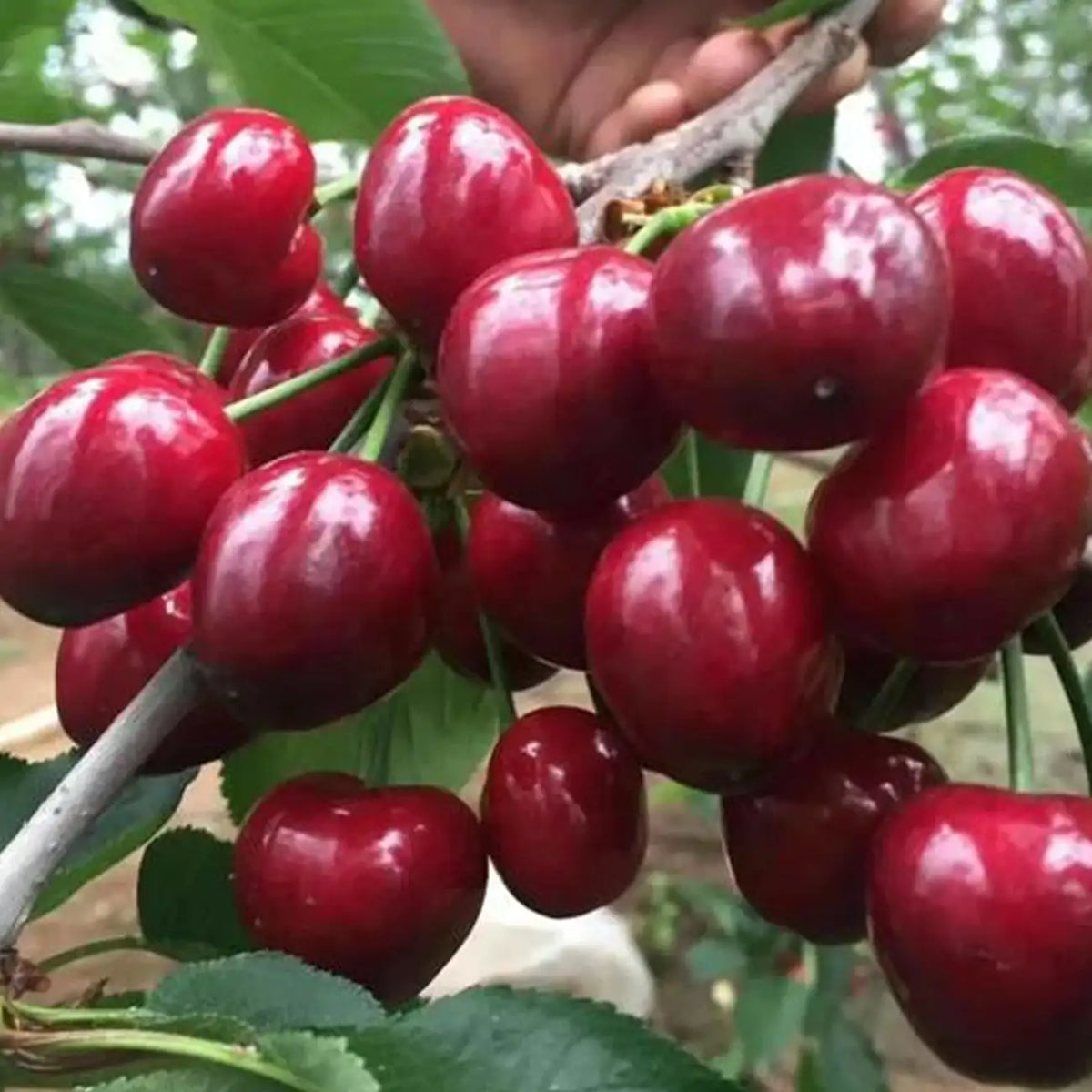 Rainier Cherry Fruit Seeds