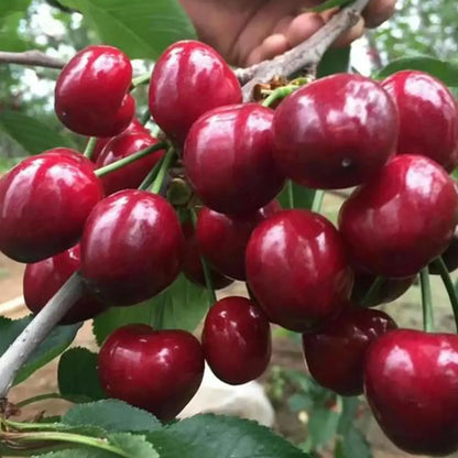 Rainier Cherry Fruit Seeds