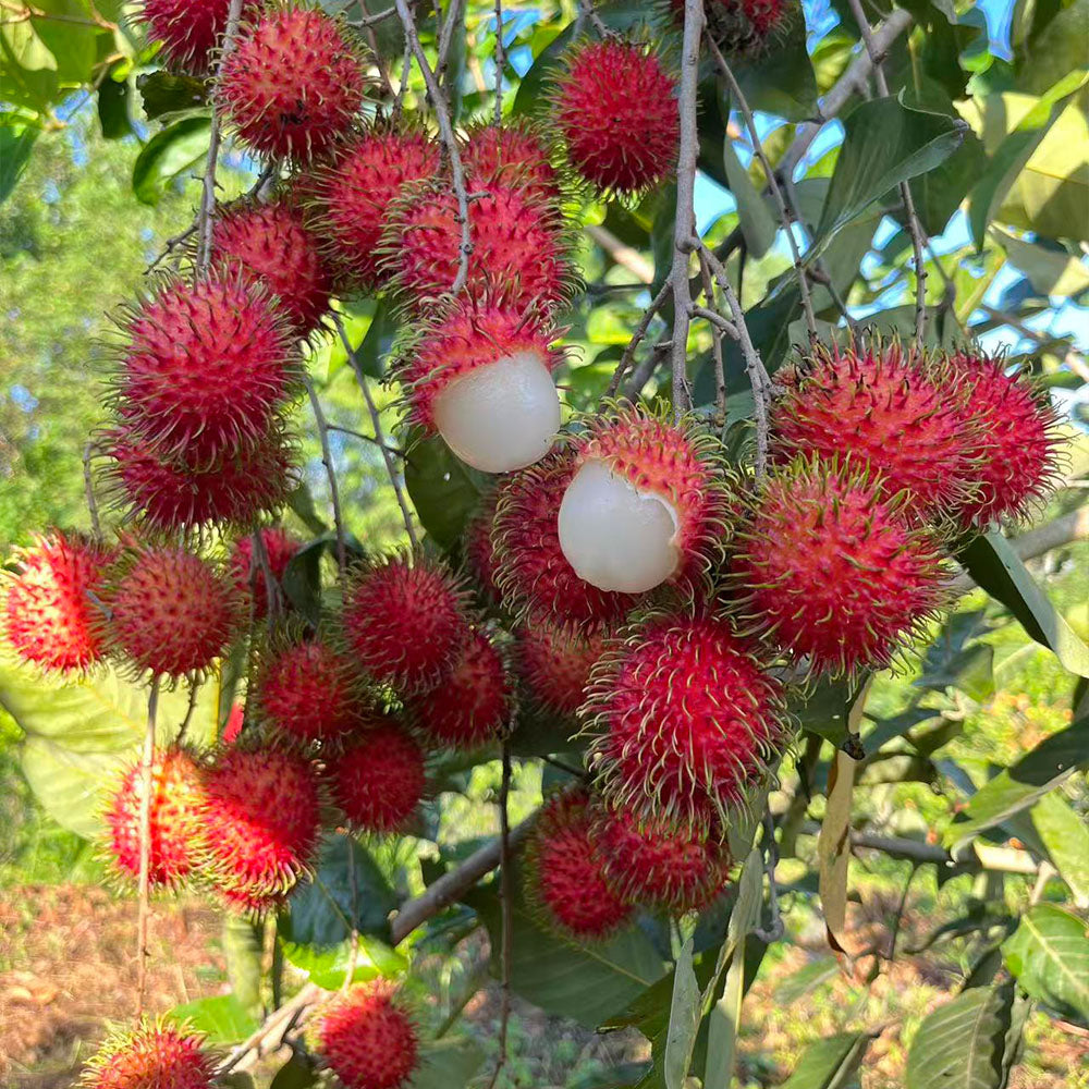 Rambutan Seeds