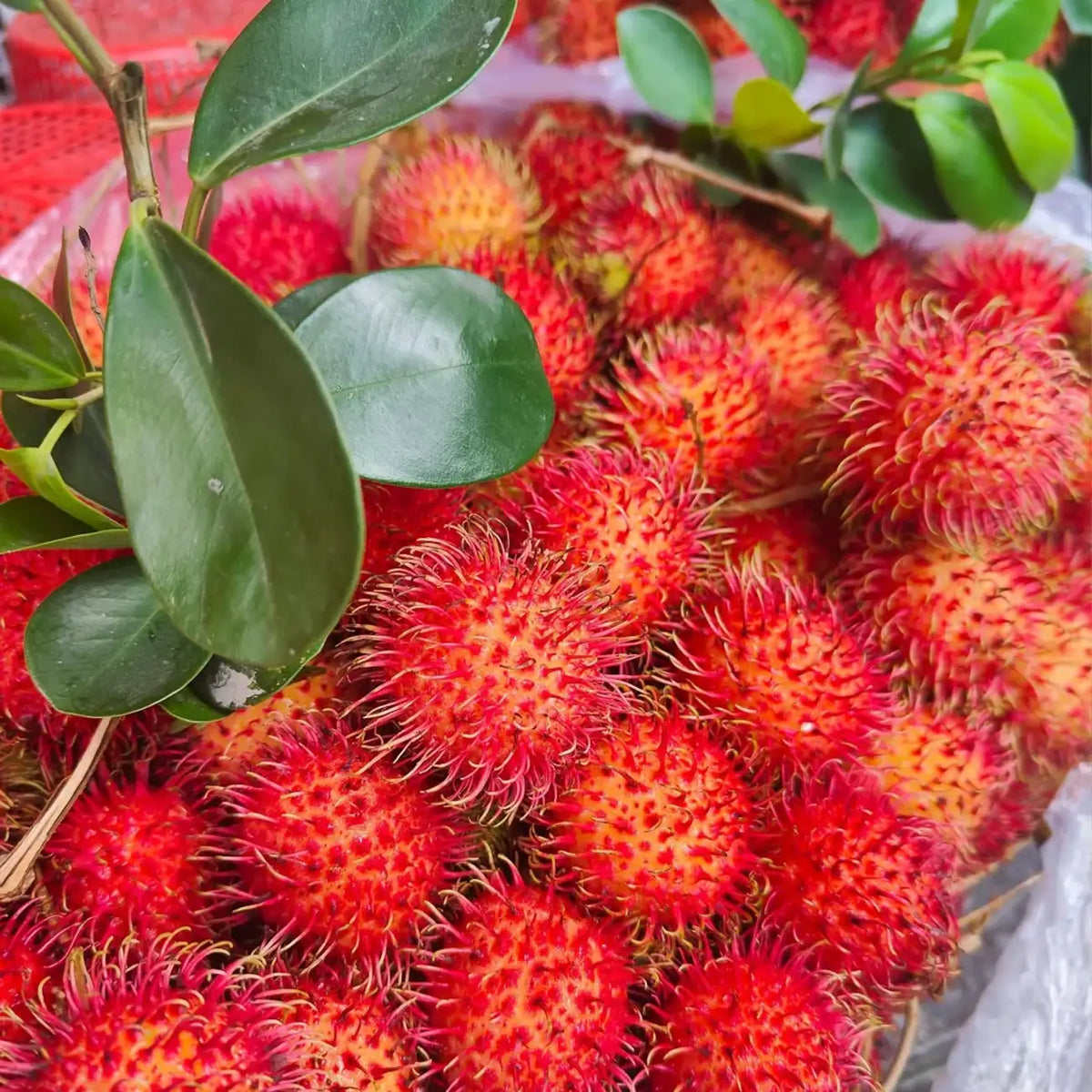 Rambutan Seeds