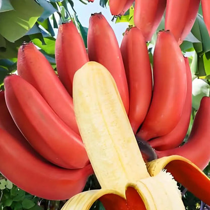 Red Dwarf Banana Seeds – Tropical Red-Skinned Sweet Banana Fruit