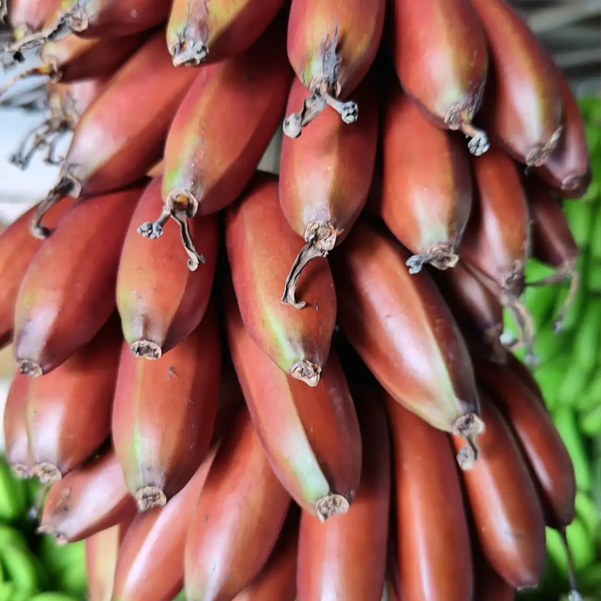 Red Dwarf Banana Seeds – Tropical Red-Skinned Sweet Banana Fruit