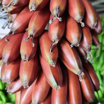 Red Dwarf Banana Seeds – Tropical Red-Skinned Sweet Banana Fruit
