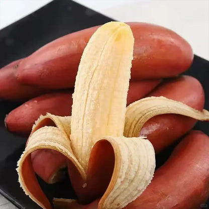 Red Dwarf Banana Seeds – Tropical Red-Skinned Sweet Banana Fruit