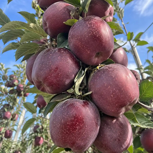 Rare Black Diamond Apple Seeds