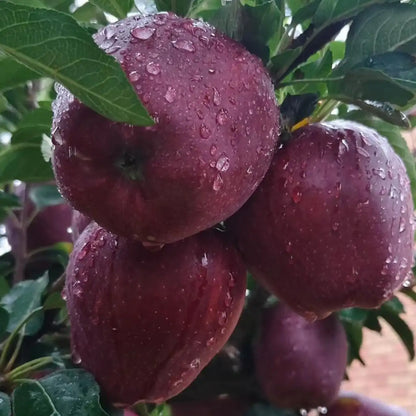 Rare Black Diamond Apple Seeds