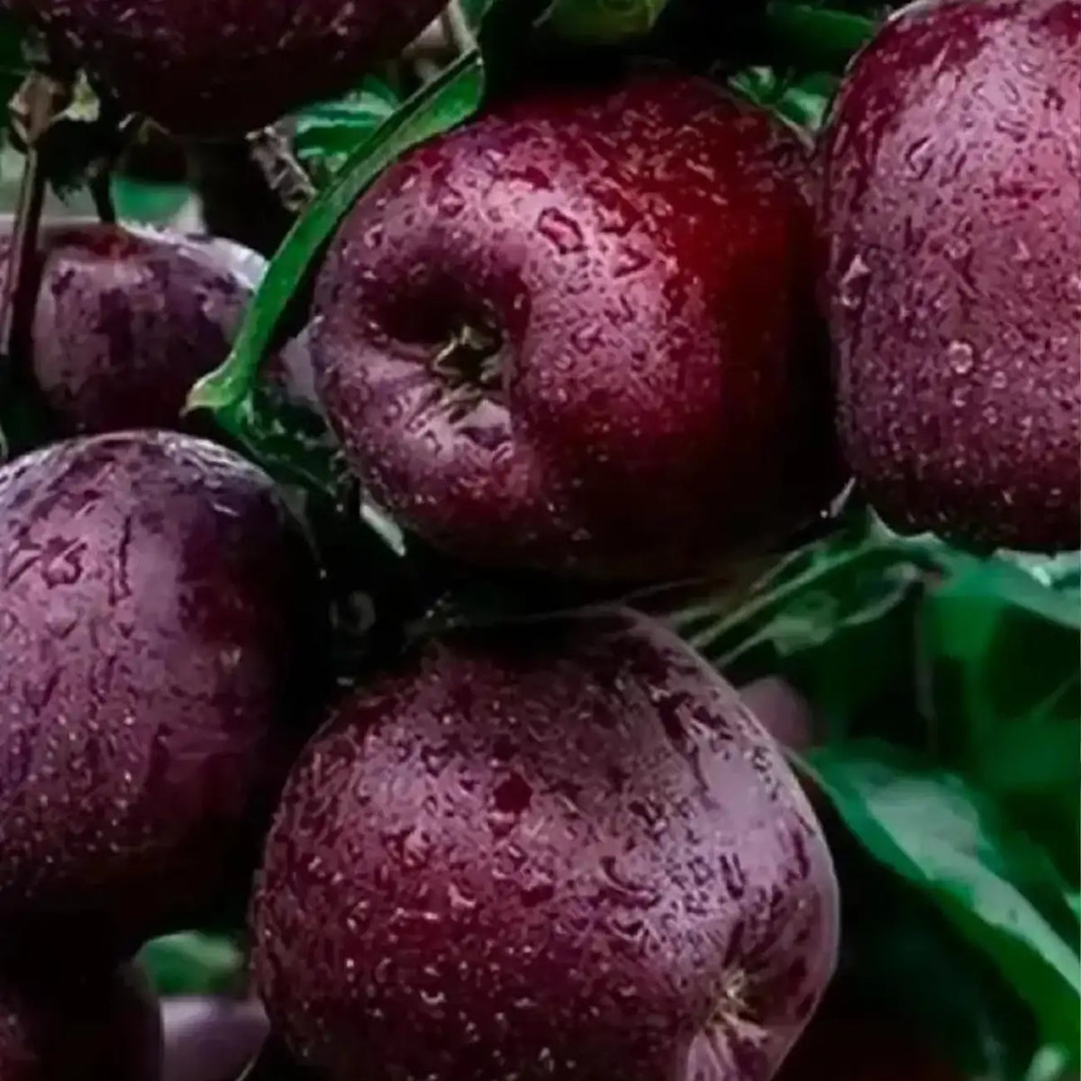 Rare Black Diamond Apple Seeds