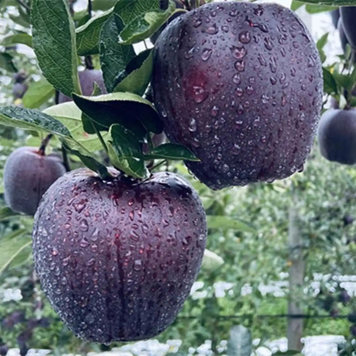 Rare Black Diamond Apple Seeds