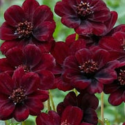 Chocolate Cosmos Seeds – Deep Burgundy Chocolate-Scented Flowers