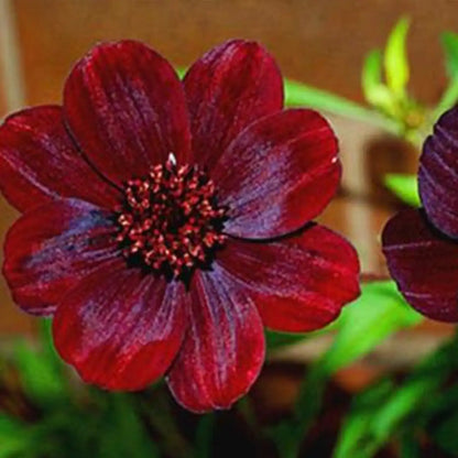 Chocolate Cosmos Seeds – Deep Burgundy Chocolate-Scented Flowers