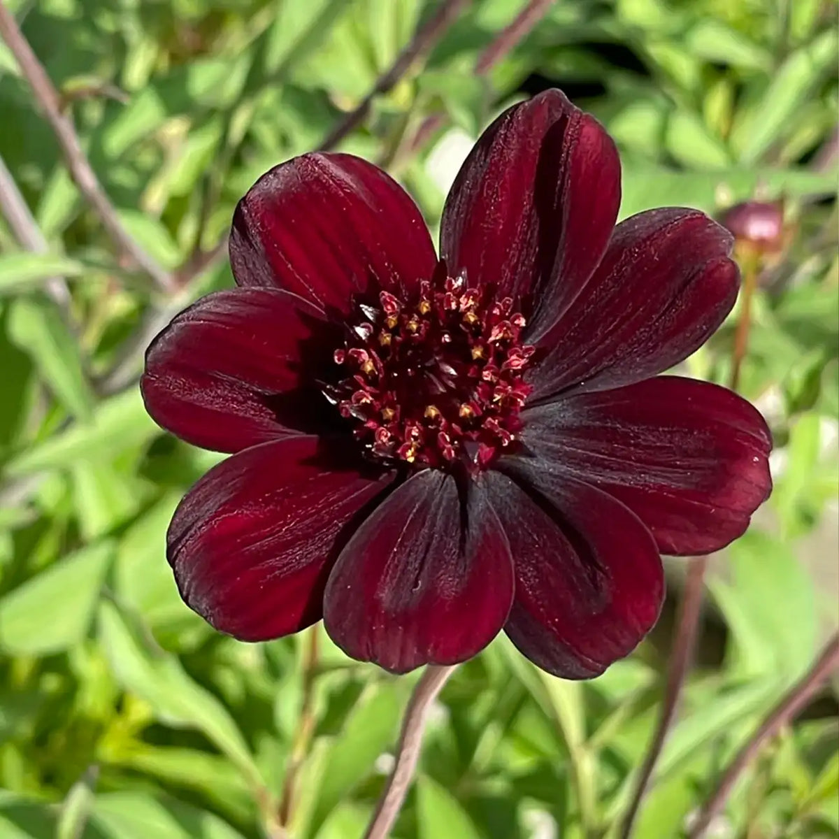 Chocolate Cosmos Seeds – Deep Burgundy Chocolate-Scented Flowers