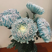 Peony-Style Chrysanthemum Seeds – Large Double Blooms