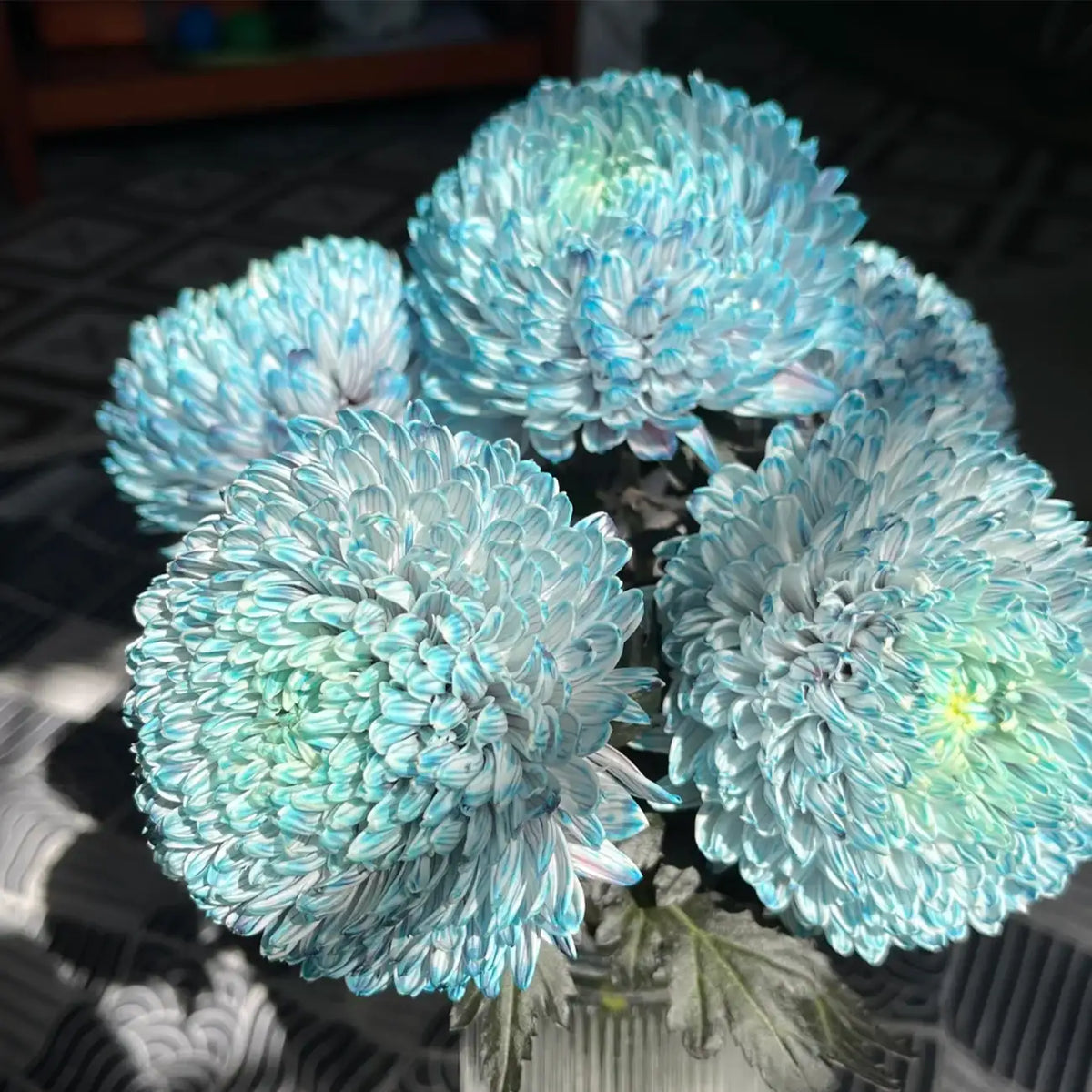 Peony-Style Chrysanthemum Seeds – Large Double Blooms