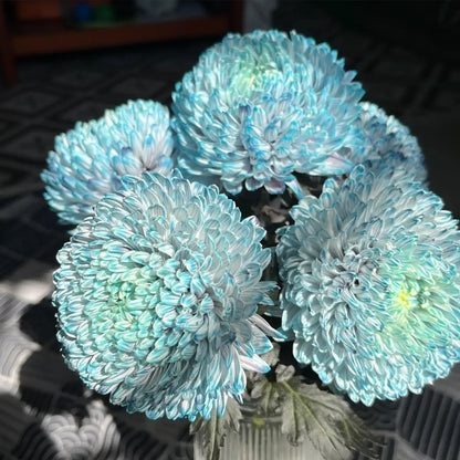 Peony-Style Chrysanthemum Seeds – Large Double Blooms