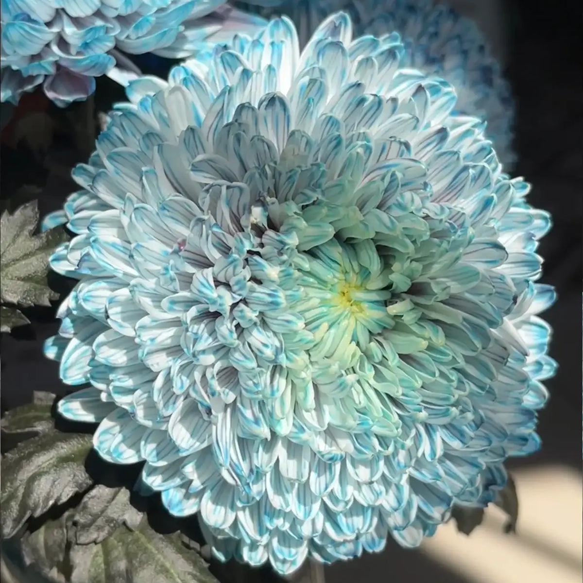 Peony-Style Chrysanthemum Seeds – Large Double Blooms