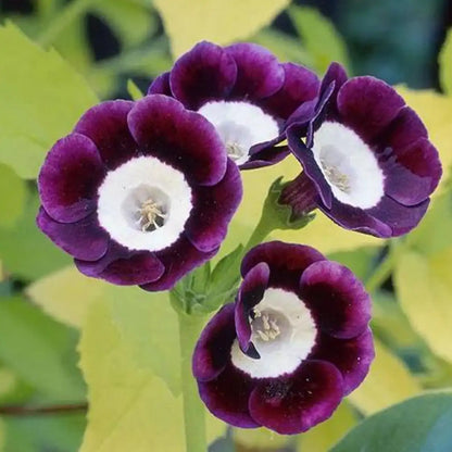 Rare Petunia Seeds Scarce Blue Phantom Petunia Flower
