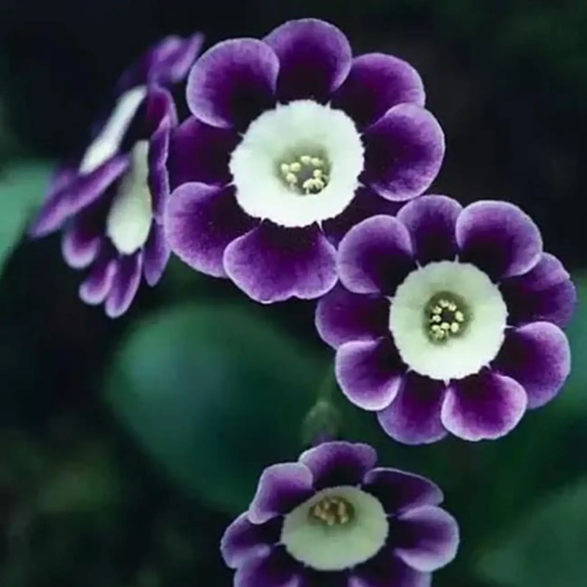 Rare Petunia Seeds Scarce Blue Phantom Petunia Flower