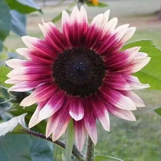 Rare two-color purple sunflower seeds