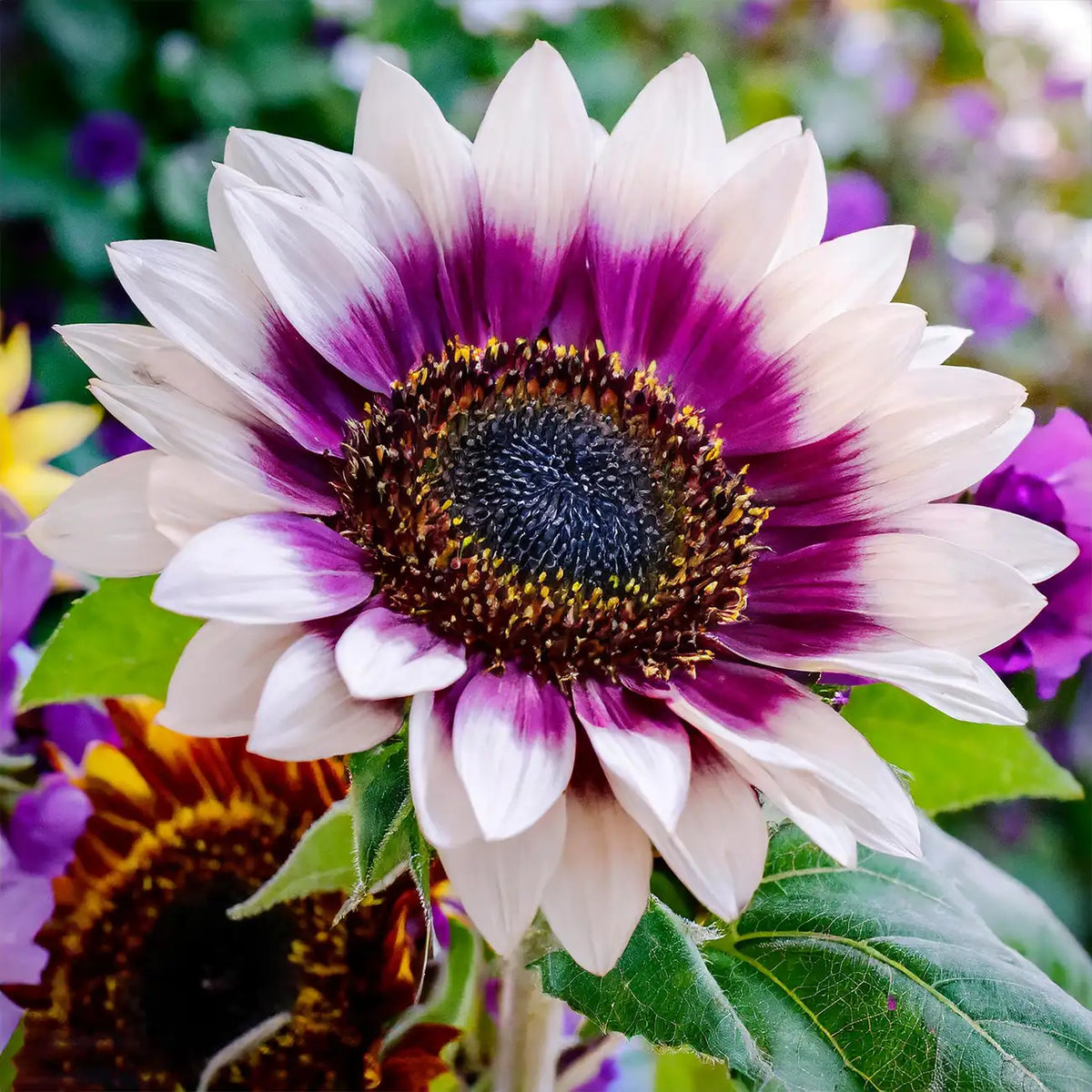 Rare two-color purple sunflower seeds