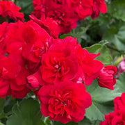 Red Rosebud Geranium Seeds – Double Red Pelargonium Flowers