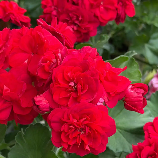 Red Rosebud Geranium Seeds – Double Red Pelargonium Flowers
