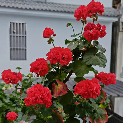 Red Rosebud Geranium Seeds – Double Red Pelargonium Flowers