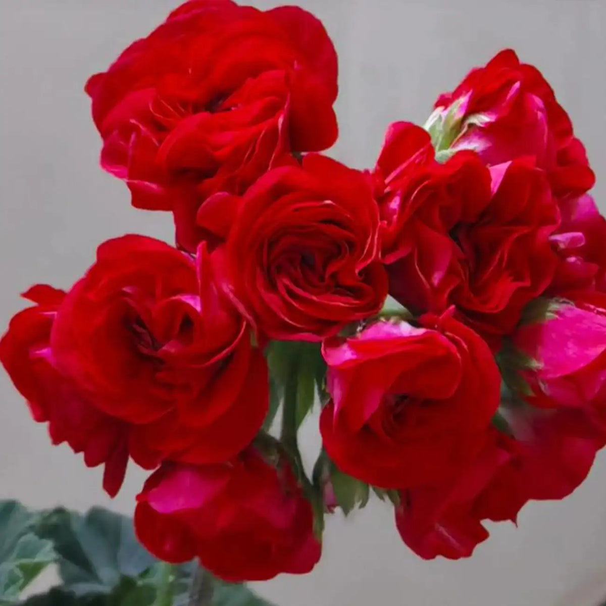 Red Rosebud Geranium Seeds – Double Red Pelargonium Flowers