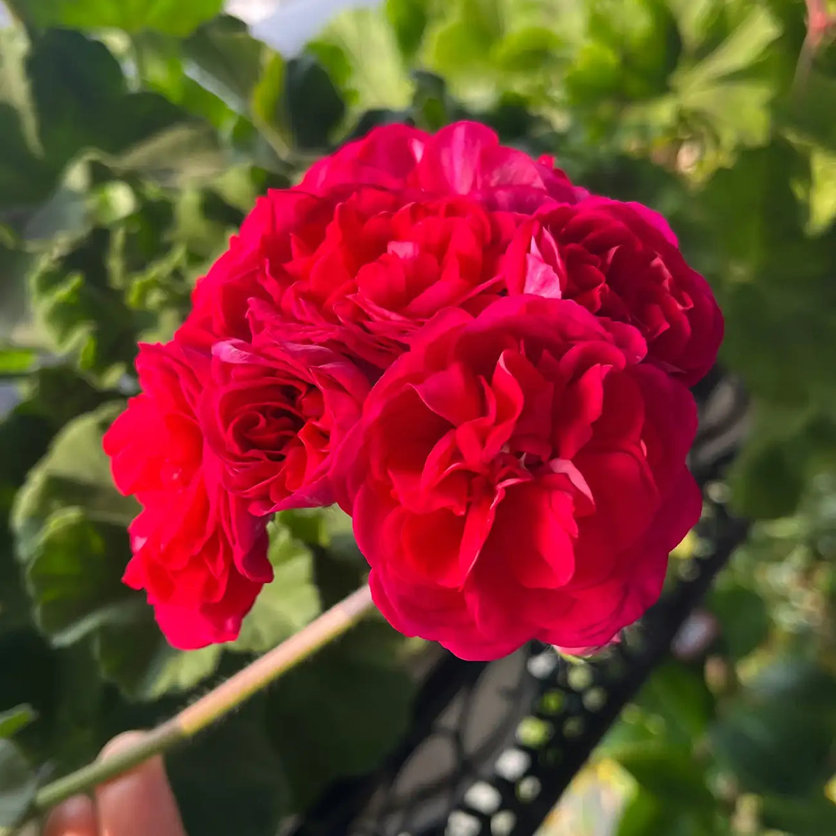 Red Rosebud Geranium Seeds – Double Red Pelargonium Flowers