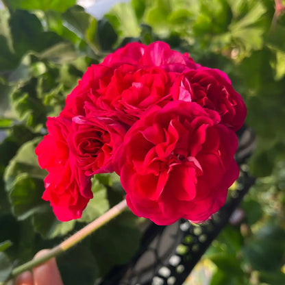 Red Rosebud Geranium Seeds – Double Red Pelargonium Flowers