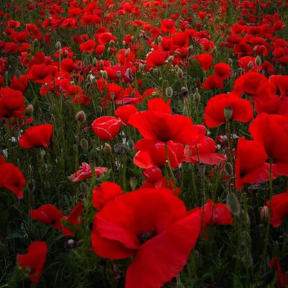 Red Flanders Poppies Flanders Poppy Seeds