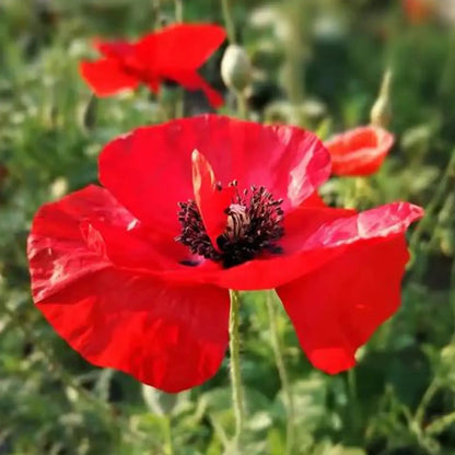 Red Flanders Poppies Flanders Poppy Seeds