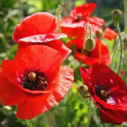 Red Flanders Poppies Flanders Poppy Seeds