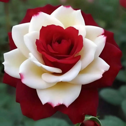 Red Heart Twin Rose Seeds