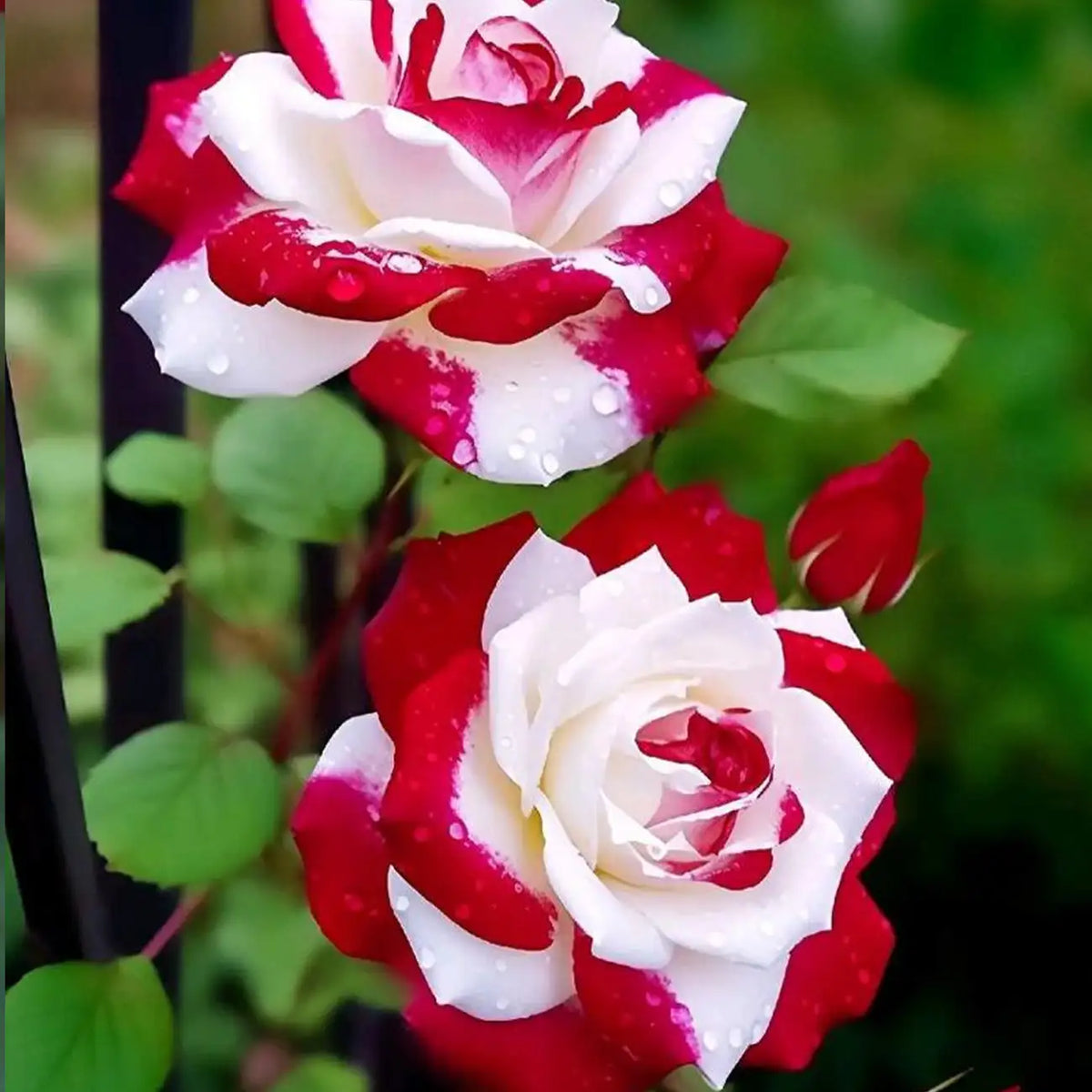 Red Heart Twin Rose Seeds