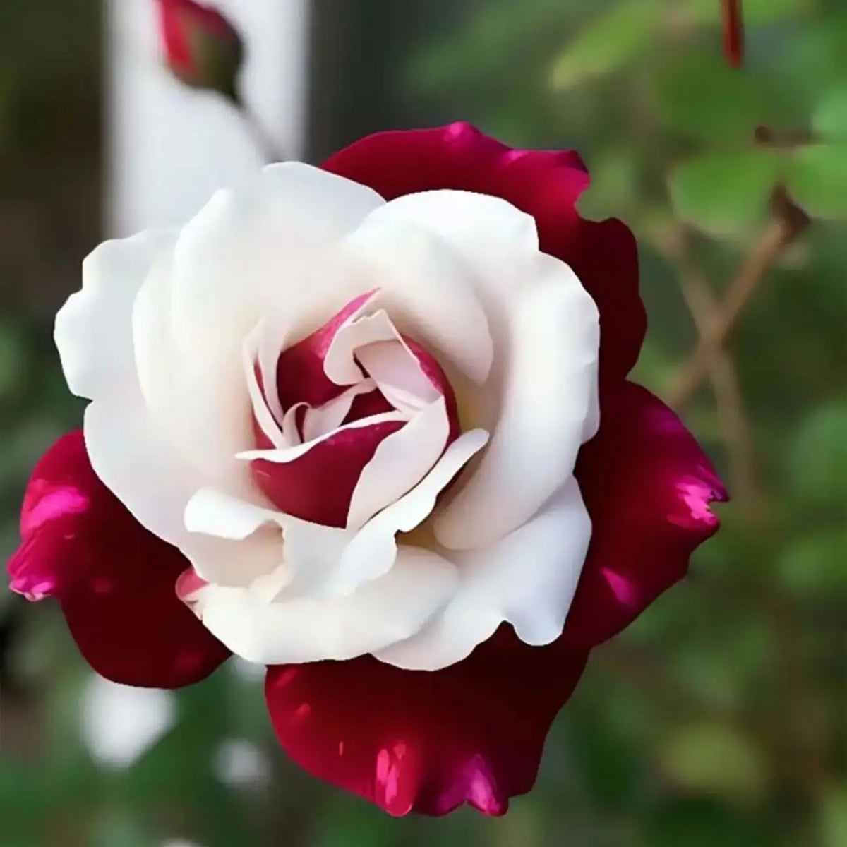 Red Heart Twin Rose Seeds