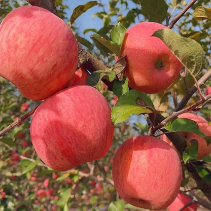 Red Apple Seeds
