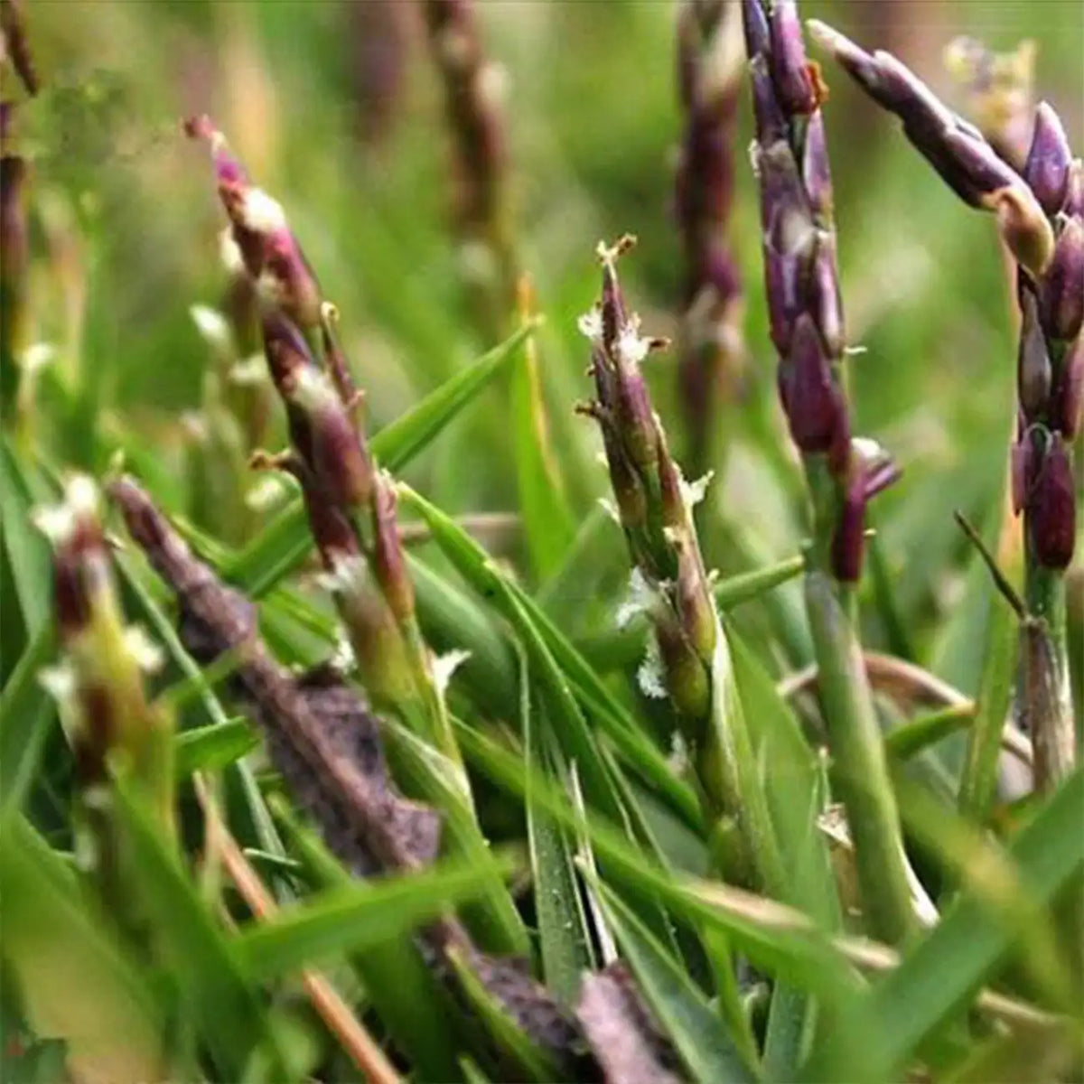 Red Fescue Seeds