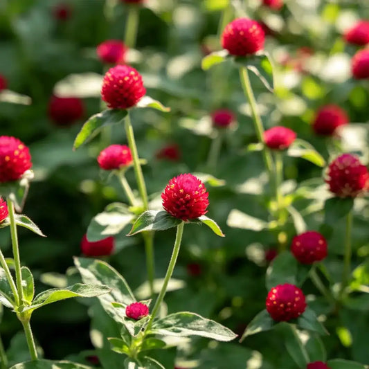 Red Gomphrena Seeds