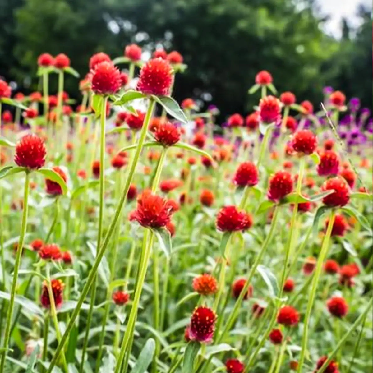Red Gomphrena Seeds