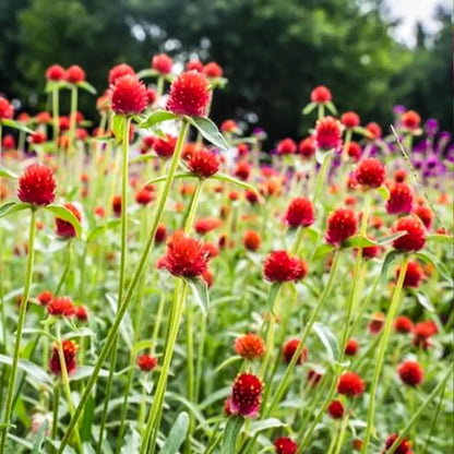 Red Gomphrena Seeds