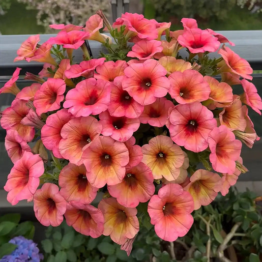 Petunia Seeds - Guava Glow