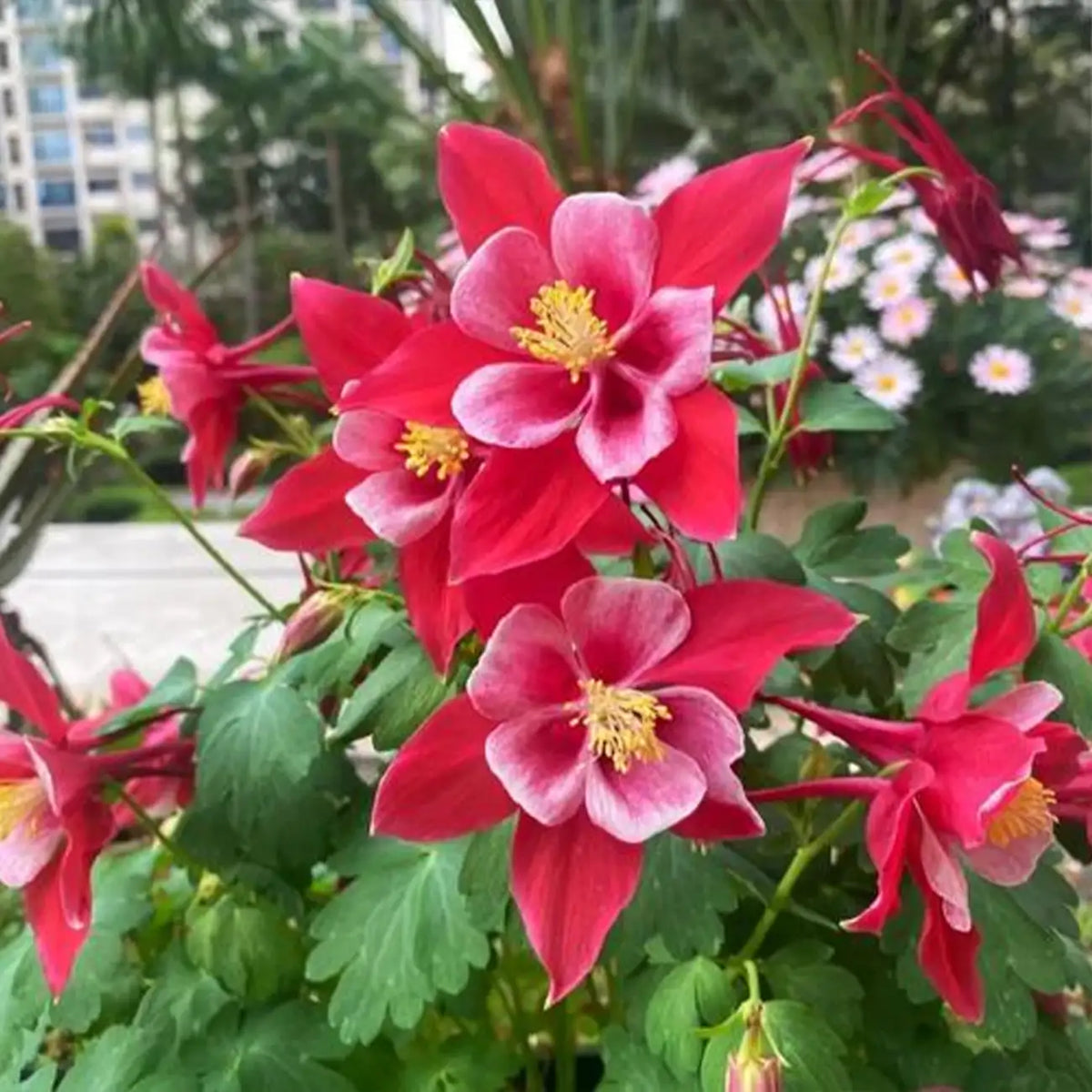 Red & White Aquilegia Seeds