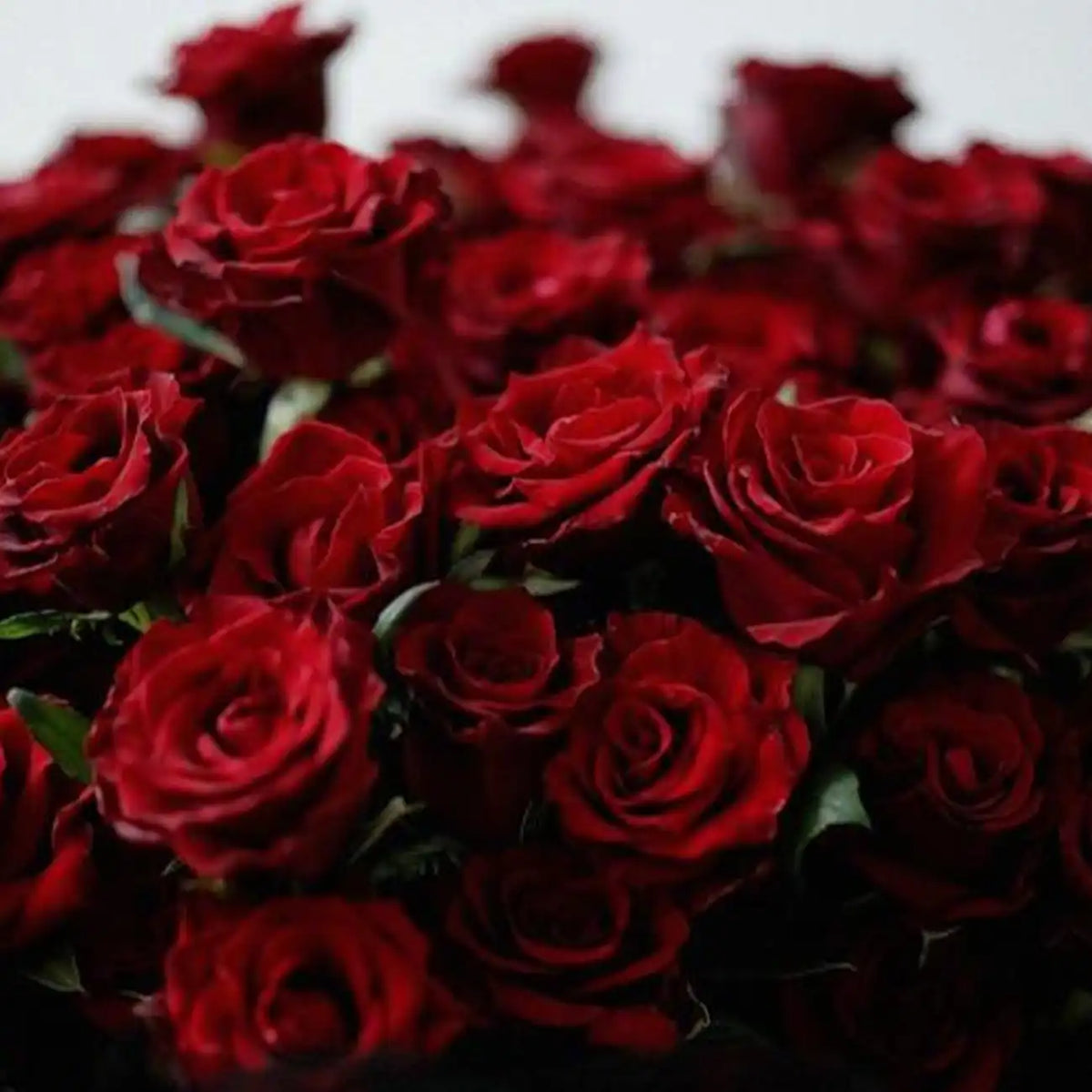 Rhodes Rose Seeds