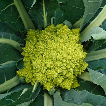 Romanesco Broccoli Seeds
