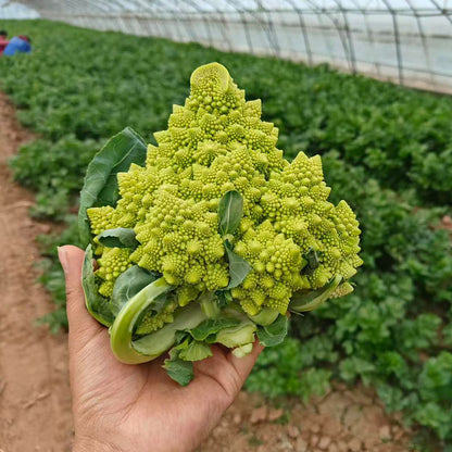 Romanesco Broccoli Seeds