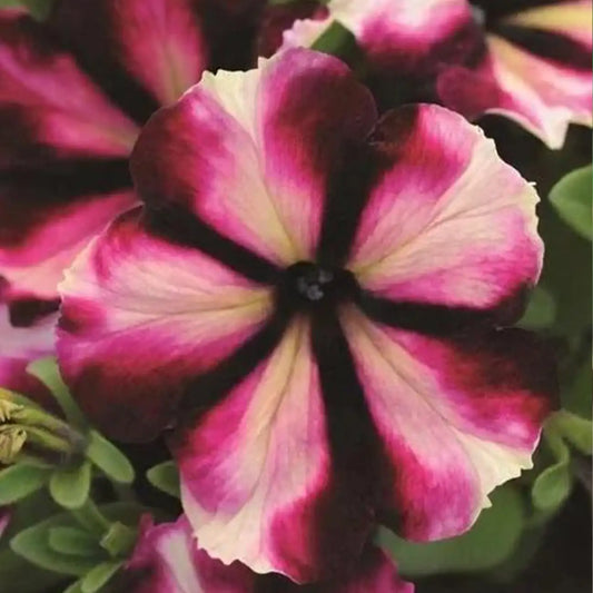 Romantica Norma Petunia Seeds