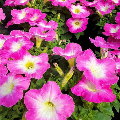 Petunia Seeds - Magenta Melody