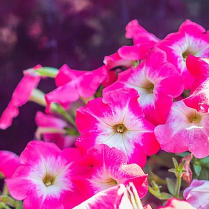 Petunia Seeds - Magenta Melody