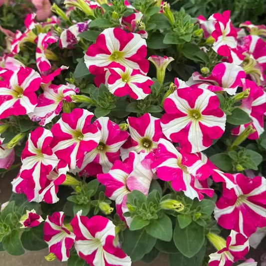 Petunia Seeds - Kaleidoscope